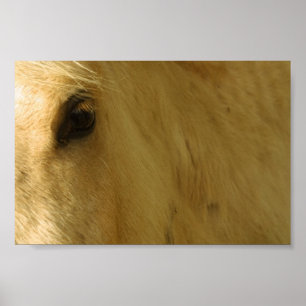 Póster Cierre del caballo blanco