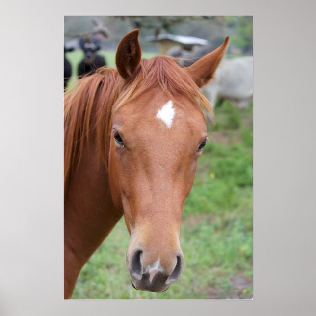 Póster Cierre del caballo marrón de alerta (Frente)