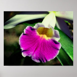 Póster Cierre del Centro de Flor Orquídea Púrpura