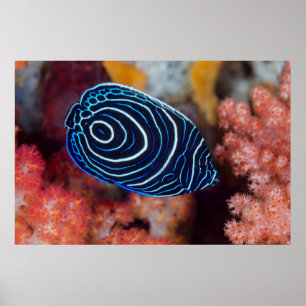 Póster Cierre del Emperador Angelfish