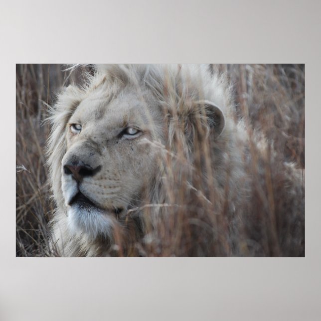 Póster Cierre del León Blanco Sudafricano (Frente)