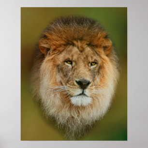 Póster Cierre del majestuoso león de Sudáfrica
