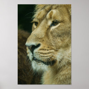 Póster Cierre del perfil de león
