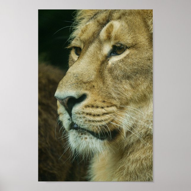 Póster Cierre del perfil de león (Frente)