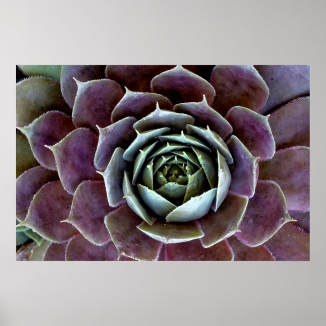 Póster Cierre Purple Succulent (Frente)