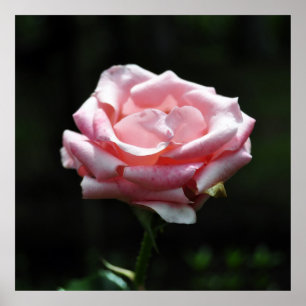 Póster Cierre rosa rosa