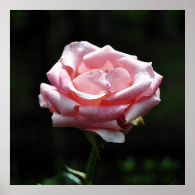 Póster Cierre rosa rosa (Frente)