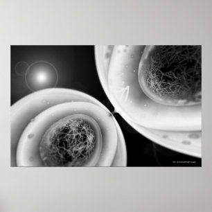 Póster Ciérrese encima de mirada en la división celular