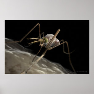 Póster Ciérrese encima de morder del mosquito 3d