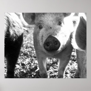 Póster Ciérrese para arriba de cochinillos