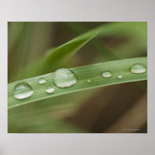 Póster Ciérrese para arriba de la hoja tropical mojada 4