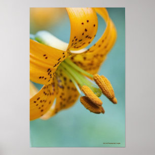 Póster Ciérrese para arriba de un lirio amarillo