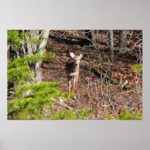 Póster Ciervo Adorable en la Naturaleza Fotografía de Bos