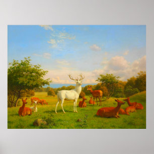 Póster Ciervo de Cierva Blanca Campo Abierto Naturaleza F