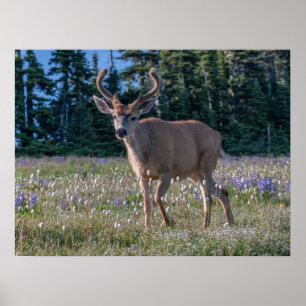 Póster Ciervo de cola negra Parque Nacional Olímpico