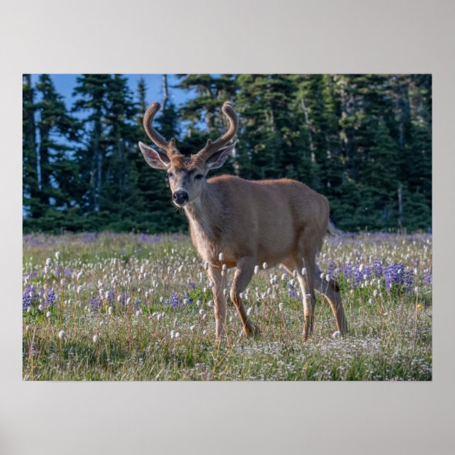 Póster Ciervo de cola negra | Parque Nacional Olímpico (Frente)