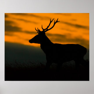 Póster Ciervo rojo en silueta al atardecer Fotografía de