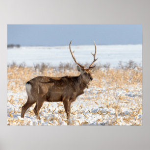 Póster Ciervo Sika en un Campo Nevado Japón
