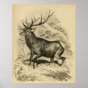 Póster Ciervos (1849)