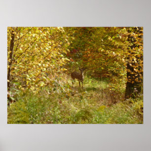 Póster Ciervos de Pensilvania en otoño Naturaleza