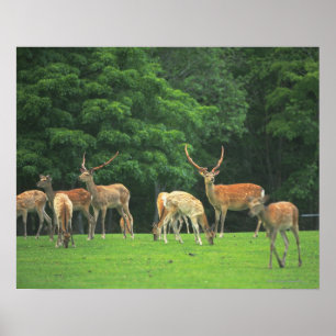 Póster Ciervos de Sika que se colocan en un claro