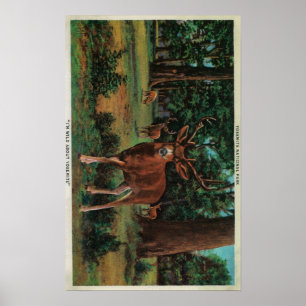 Póster Ciervos del dólar en el parque nacional de