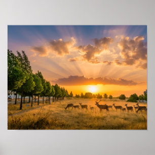 Póster Ciervos en cartel de puesta de sol dorada - Manada