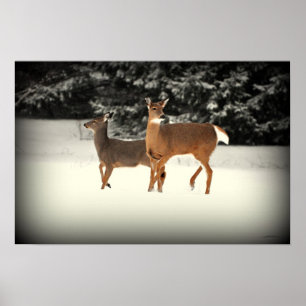 Póster Ciervos en poster de la nieve