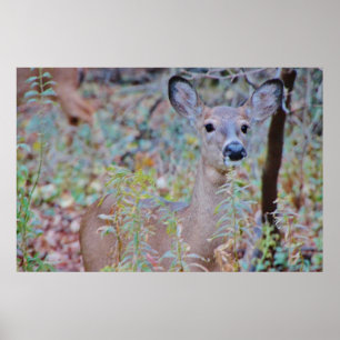 Póster Ciervos lindos en un bosque
