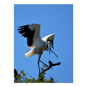 Póster Cigüeña americana en la naturaleza
