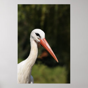 Póster cigüeña blanca en el frente del bosque
