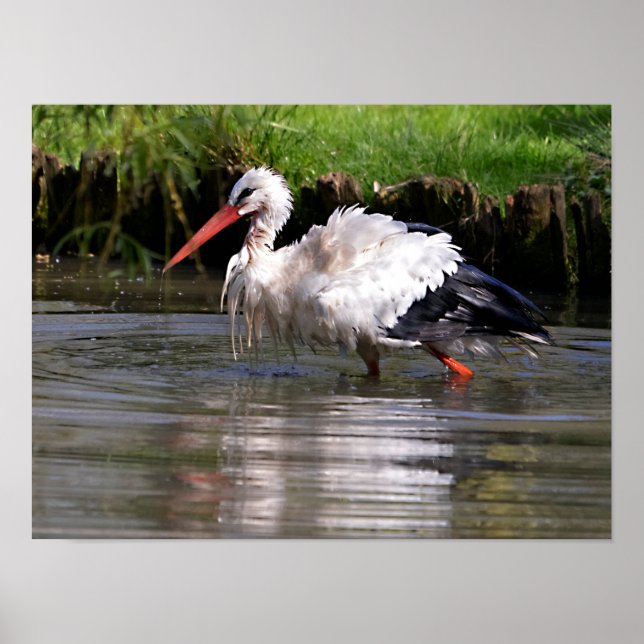 Póster Cigüeña blanca en postal de agua ornamento metaliz (Frente)