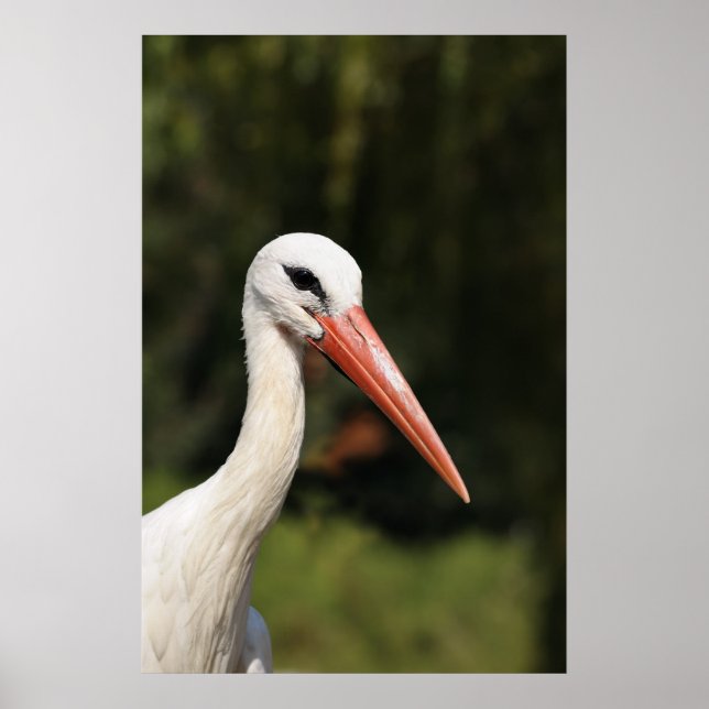 Póster cigüeña blanca frente al bosque (Frente)