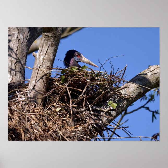 Póster Cigüeña de barriga blanca en su nido postal Metali (Frente)