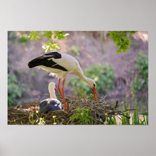 Póster Cigüeñas blancas en su nido