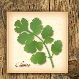 Póster Cilantro Hierba