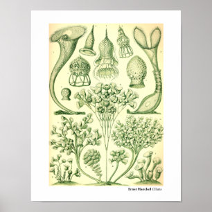 Póster Ciliatas de Ernst Haeckel