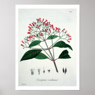 Póster Cinchona de 'Phytographie Medicale' de Joseph Ro
