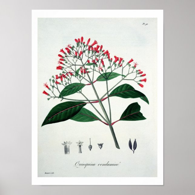 Póster Cinchona de 'Phytographie Medicale' de Joseph Ro (Frente)