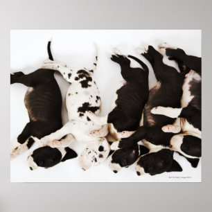 Póster Cinco cachorros Harlequin Great Dane durmiendo