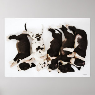 Póster Cinco cachorros Harlequin Great Dane durmiendo