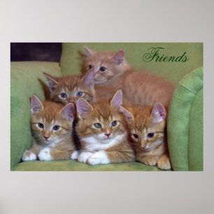Póster Cinco gatitos Naranjas en la presidencia