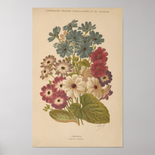 Póster Cineraria   George Nicholson