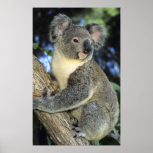 Póster Cinereus de la koala, del Phascolarctos),