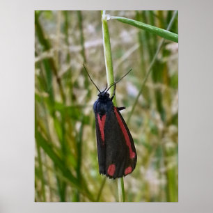 Póster Cinnabar Moth