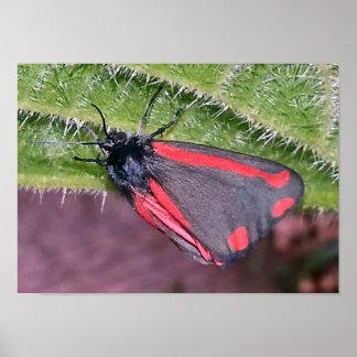 Póster Cinnabar Moth en Nettle