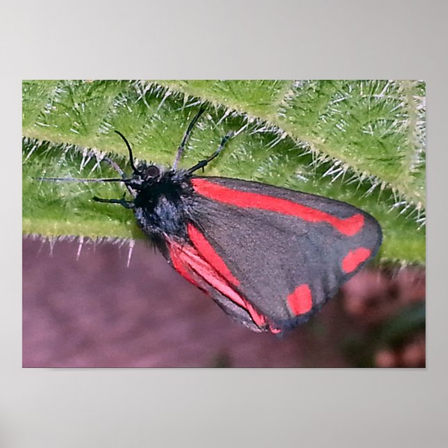 Póster Cinnabar Moth en Nettle (Frente)