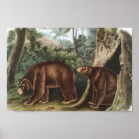 Cinnamon Bear (Ursus Americanus var. Cinnamonum)