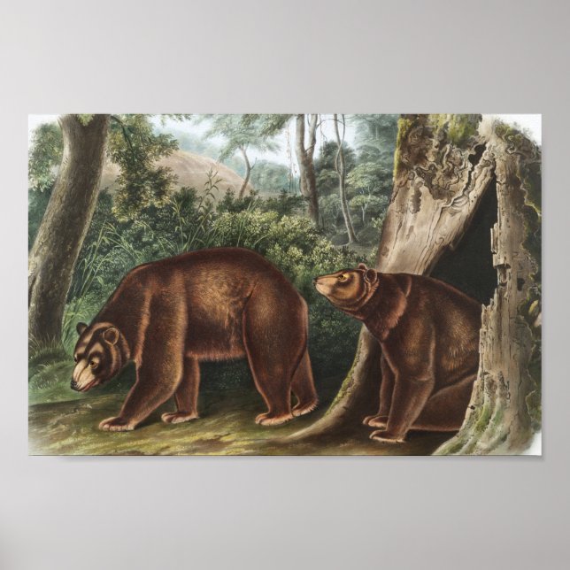 Póster Cinnamon Bear (Ursus Americanus var. Cinnamonum) (Frente)