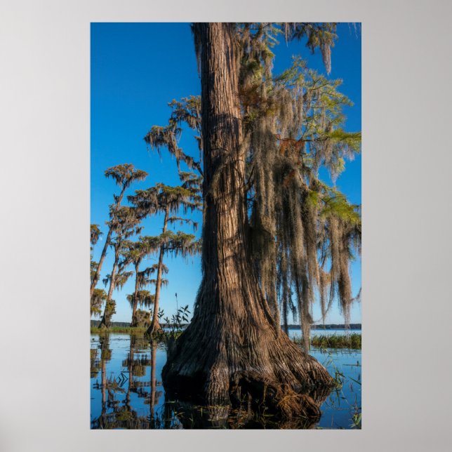 Póster Ciprés de estanque en un pantano (Frente)